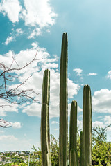 Cactus, tree branches and blue sky
