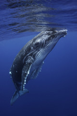 Humpback whales, Kingdom of Tonga.