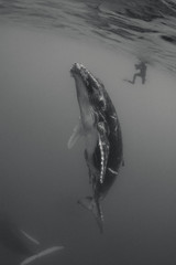 Humpback whales, Kingdom of Tonga.