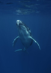 Humpback whales, Kingdom of Tonga.