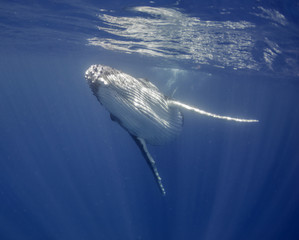 Humpback whales, Kingdom of Tonga.