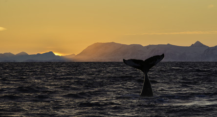 Humpback whale lob tailing at sunset, northern Norway.