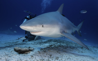 Bull shark close up during a shark feeding dive in Playa del Carmen, Mexico.