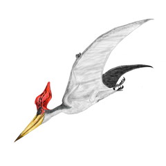 プテラノドンは最もよく知られた大型の翼竜で、特徴的な鶏冠の形態によって、いくつかの種類に分かれている。このイラストはステルンベルギ種を描いている。白亜紀後期北米からイギリスに広く生息していた。白亜紀後期には他の翼竜類が少なくなり、白亜紀後期の制空権を握っていた。 © Mineo