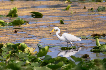 A Great Egret fishing in a marsh