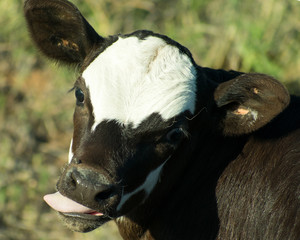 Black and white calf