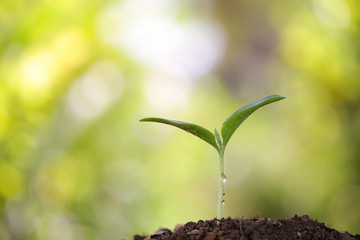 Young green plant growing