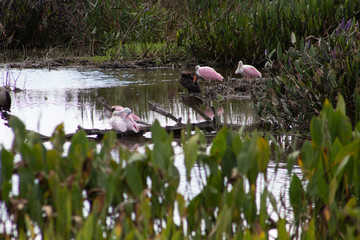 pink spoonbill birds wading in Florida swamp