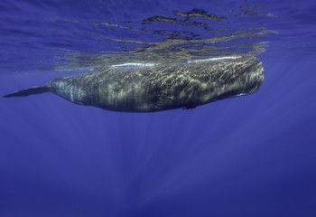 Sperm whales, Indian Ocean, Mauritius