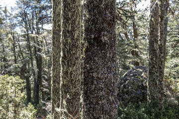 Obraz premium Araucaria at Nahuelbuta National Park, South of Chile.