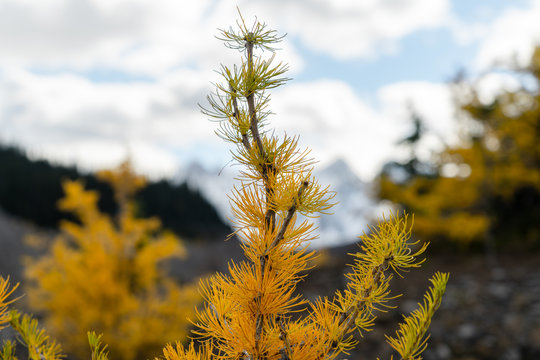 Green And Golden Larch Trees In The Fall