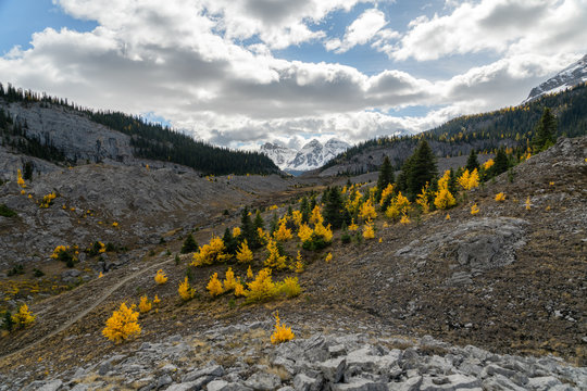 Yellow Larches Accent Fall Days In The High Alpine Mountains Of British Columbia