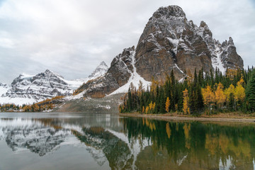 Snow covered mountains and golden larches reflect in a still alpine lake