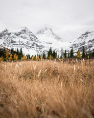 Golden grass blows in the wind below a snow covered peak hidden in the clouds