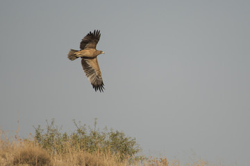 águila real