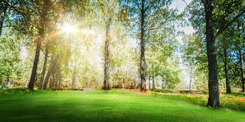Fototapeta premium Beautiful forest background