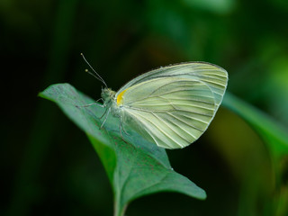美しい白い翅のチョウチョ