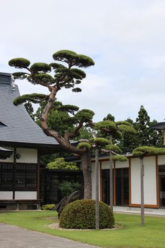 Kunami Photos Images Assets Adobe Stock