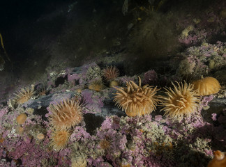 Cold water anemones and kelp in the Arctic waters around Svalbard.