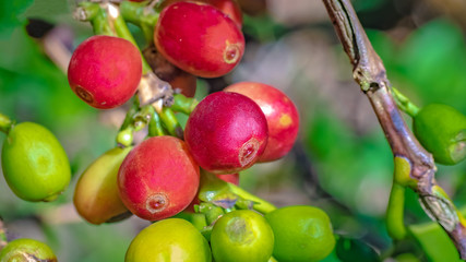 Raw Coffee Bean On Tree Branch