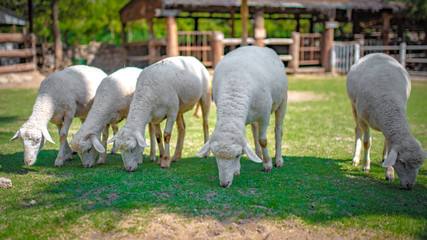 Obraz na płótnie Canvas Sheep In Green Field Landscape 