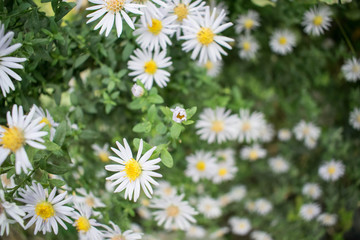 Fototapeta premium Garden flowers september bright colors for photoshop design card greeting card background wallpaper