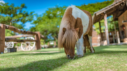 Dwarf Horse In Green Field
