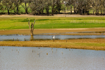 Pelican on Cairn Curran