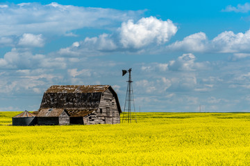 Vintage barn, bins and windmill in a swathed canola field under ominous dark skies in Saskatchewan, Canada