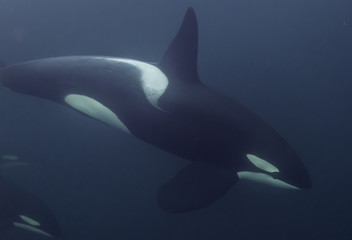 Killer whales feeding on herring, northern Norway.