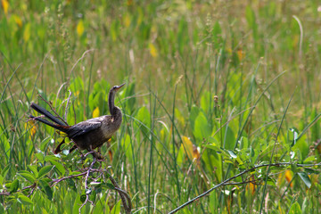 bird in the Florida swamps