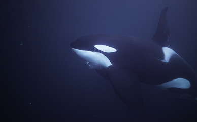 Killer whales feeding on herring, northern Norway. © wildestanimal