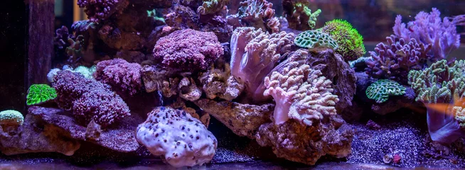 Poster Unterwasserkorallenrifflandschaftshintergrund im tiefen lila Ozean © Mariana