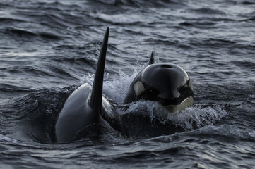 Killer whales feeding on herring, northern Norway.