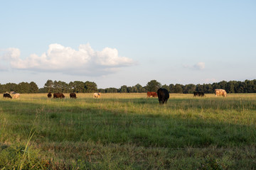 Fototapeta na wymiar Country background of beef cattle grazing in late afternoon