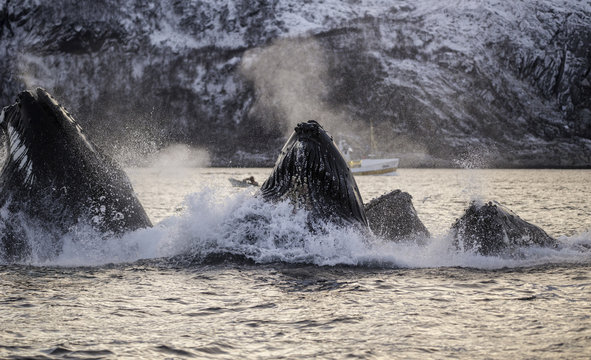 Humpback Whales Feeding On Herring, Northern Norway.