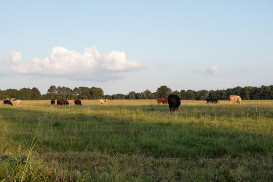 Landscape agricultural background image of beef cattle grazing in late afternoon with blank area for copy at the bottom