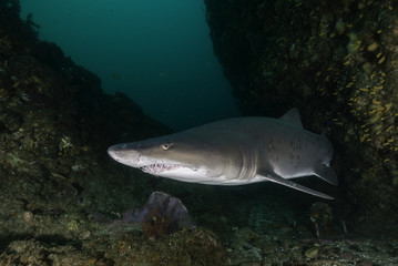 Ragged tooth shark, Aliwal Shoal, South Africa.