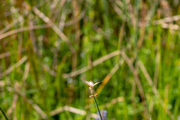 White Peacock Butterfly aka anartia jatrophae
