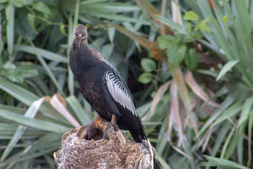hawk perched on a tree stump
