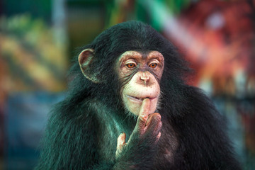 Chimpanzee funny.	