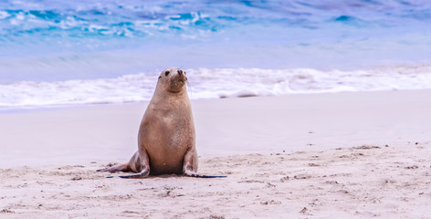 Fur Seal