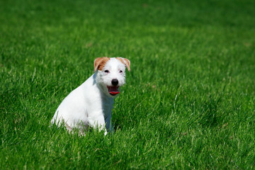 Dog breed Parson Russell Terrier