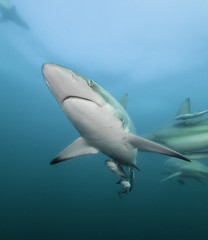 Oceanic black tip sharks, Aliwal Shoal, South Africa.