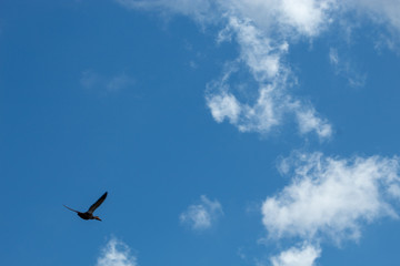 flying bird of prey in the Florida swamp