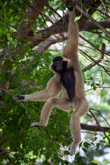 Obraz premium Gibbons crown