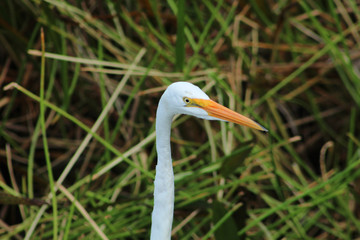 great white egret in swamp