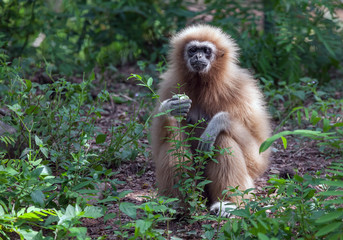 White Cheeked Gibbon