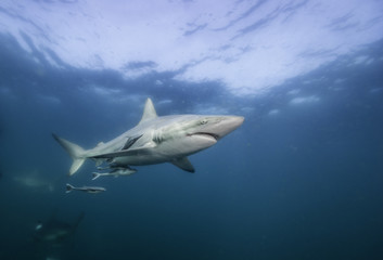 Oceanic black tip sharks, Aliwal Shoal, South Africa.