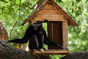 White Cheeked Gibbon